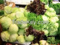 "JI PING DA SU SHENG" green leaf excellent quality lettuce seeds in vegetable seeds 