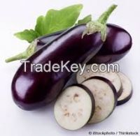 Fresh black eggplant/ Iranian eggplant