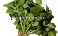 Watercress Extract Powder