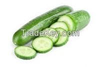 2014 HOTSALE Fresh cucumber