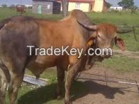 LIVE CATTLE FOR SALE