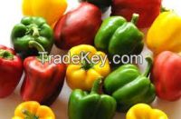 Good Quality fresh yellow,red,orange capsicum