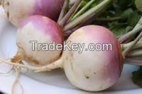 Wholesale Fresh Turnips , Bulk Turnip , High quality turnip , fresh turnips from Pakistan