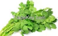 super quality coriander