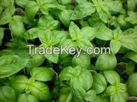 Basil Leaf wholesale