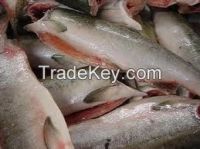 pink salmon fish