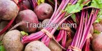 100% natural high qulity Red beet root P.E.