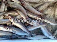 Blue Whiting Whole