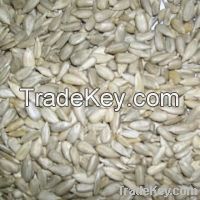 Sunflower Seeds Kernel