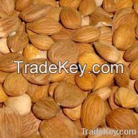 Apricot Kernels