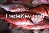 Frozen Red Snapper Fish