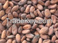 Cocoa Bean Seeds