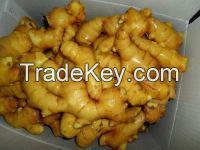 fresh Chinese 100g ginger mesh bag packing