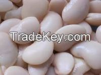 Egyptian rice-white beans