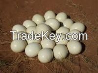 Quality Fertilize Hatching Ostrich Eggs And Incubators