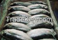 Frozen Seafood , Horse Mackerel, Salmon, Shrimp, Skipjack Tuna products