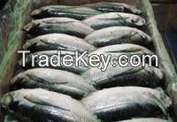 Horse Mackerel W/R, Sardine, Shrimp, Tilapia Fish (Frozen W/R), Stock ...