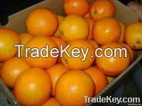 Fresh Citrus fruits apples, Oranges. Tangarine, lemons mandarines and others
