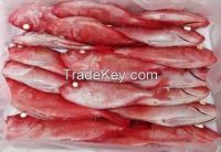 Red Fresh Frozen Grouper Fish WHOLE ROUND