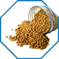 FENUGREEK - Trigonella foenum-graecum