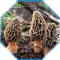 Morel Mushrooms - Gucchi - Fresh Morchella