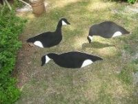 https://fr.tradekey.com/product_view/Black-And-White-Silhouette-Canada-Goose-Decoys-6748667.html