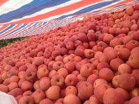 Fresh Red  Delicious Apple