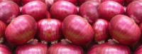 Fresh red onion