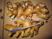 Fresh ginger (Best Offer from Vietnam)_Harvest2014