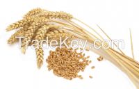 Wheat (Triticum L.)