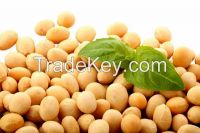 Soybean (Glycine Willd)