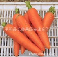 https://www.tradekey.com/product_view/General-Hill-Peaceful-Green-Carrots-6959377.html