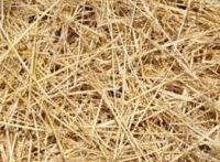 Hay Straw