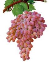 grape, (kishmish, toifi)