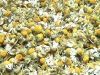 chamomile