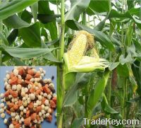 Corn Sepcial Formula Fertilizer