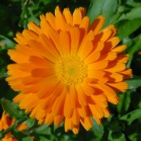 Calendula Flowers