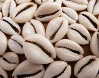 Natural African Cowries