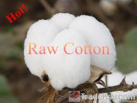 Nilton A-Class Raw Cotton (Raw Cotton)