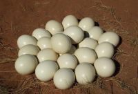 Ostrich Eggs 