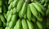 GREEN BANANAS