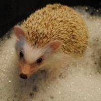Adorable Hedgehog Avaialble for re-homing