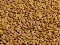 https://fr.tradekey.com/product_view/Alfalfa-Seeds-medicago-Sativa-Or-Lucerne--6752373.html