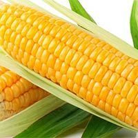 Yellow Maize