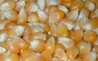 Yellow Corn & Yellow Maize