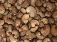 fresh raw cashew nuts