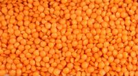 Football Whole Red Lentil 