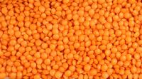 Football Whole Red Lentil