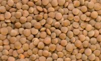 Whole Red lentils