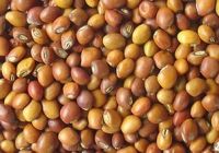 Pigeon Peas